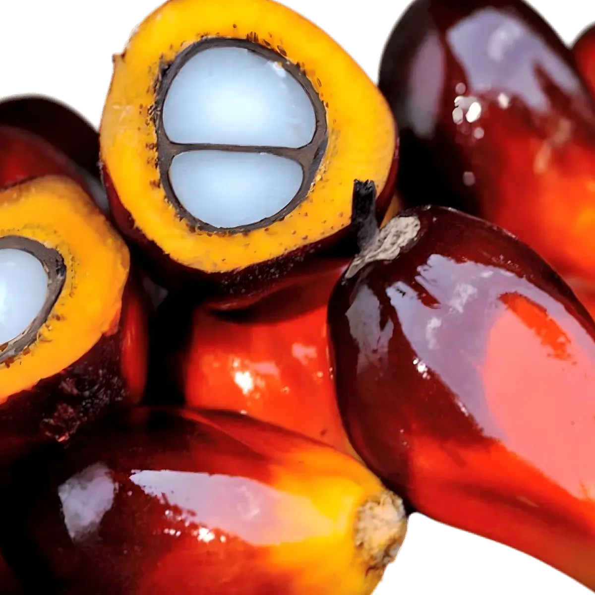 Fruits de palme rouge vif utilisés pour produire l'huile MAMA FUTA. Source naturelle d'huile végétale culinaire.